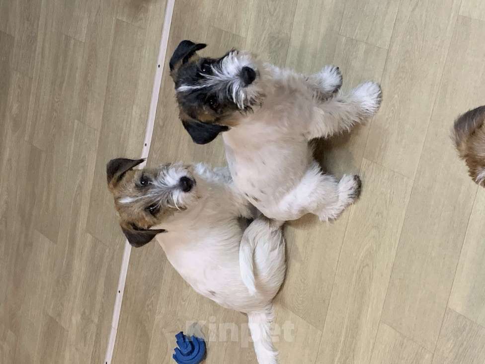 Собаки в Волгограде: Джек Рассел терьер Девочка, 30 000 руб. - фото 3