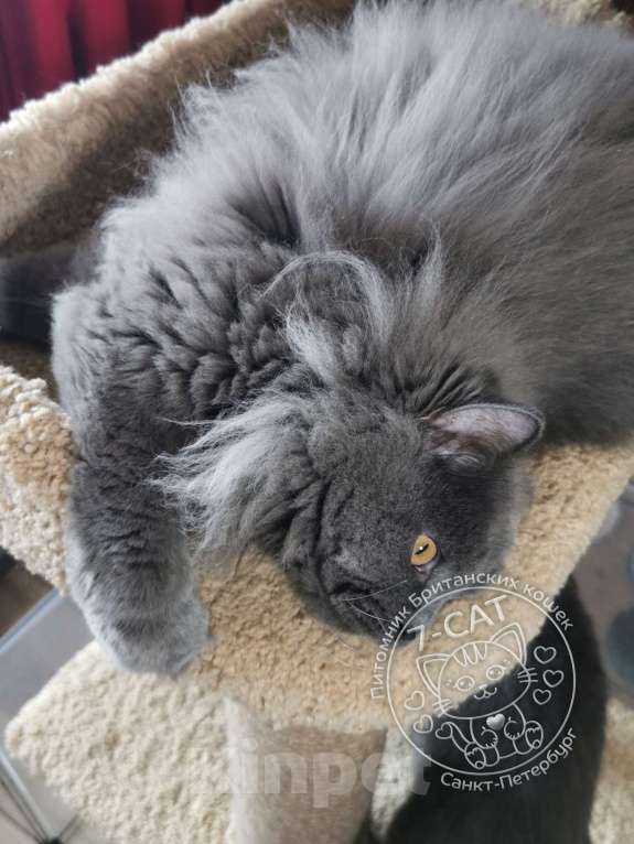 Кошки в Санкт-Петербурге: Британский длинношерстный котик 1 годик. Мальчик, 10 000 руб. - фото 2