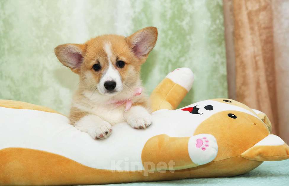 Собаки в Москве: Альмаре Феа Баркарола Девочка, 80 000 руб. - фото 3