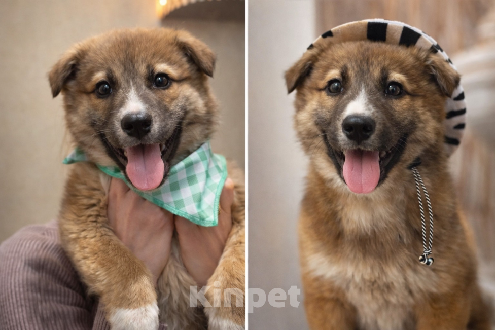 Собаки в Сертолово: Щенки ищут добрые и заботливые ручки Мальчик, Бесплатно - фото 8