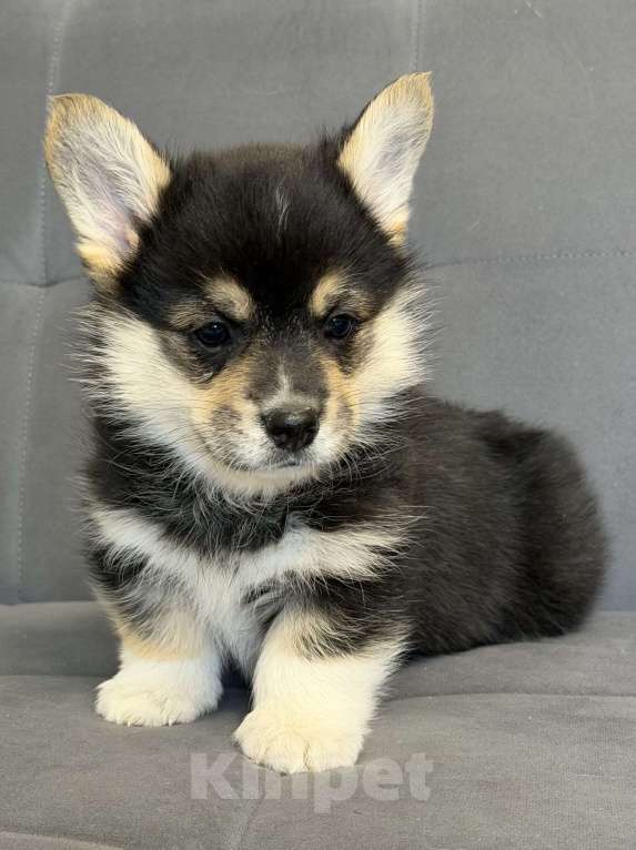 Собаки в Санкт-Петербурге: Мальчик вельш корги пемброк Мальчик, 50 000 руб. - фото 5