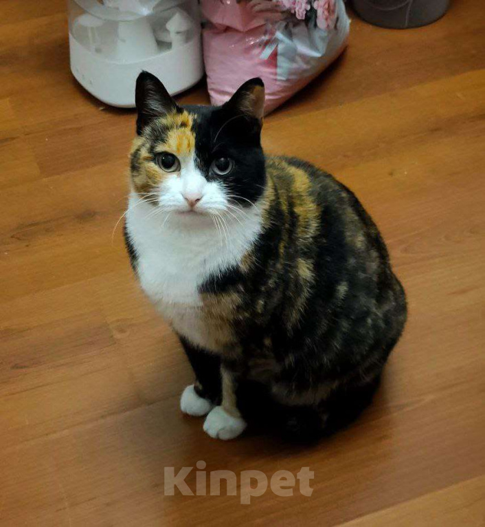 Кошки в Москве: Трёхцветная харизматичная Палитра Девочка, Бесплатно - фото 1