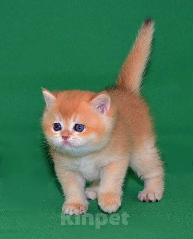 Кошки в Владимире: Британская золотая шиншилла Мальчик, 25 000 руб. - фото 4