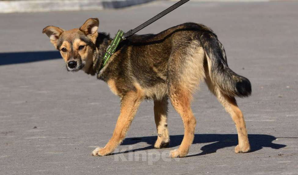 Собаки в Воронеже: Маленькая собачка в добрые руки  Девочка, Бесплатно - фото 2