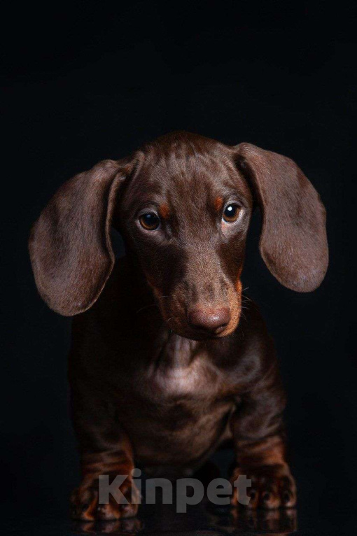 Собаки в Москве: Клубные щенки кроличьей/мини таксы Мальчик, 60 000 руб. - фото 2