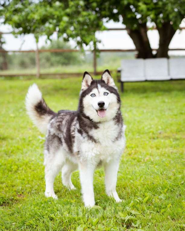 Собаки в Москве: Хаски в добрые руки Девочка, Бесплатно - фото 5