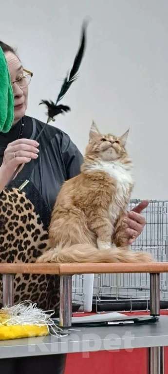 Кошки в Ржеве: Мальчик мейкун ♥️ Мальчик, Бесплатно - фото 2