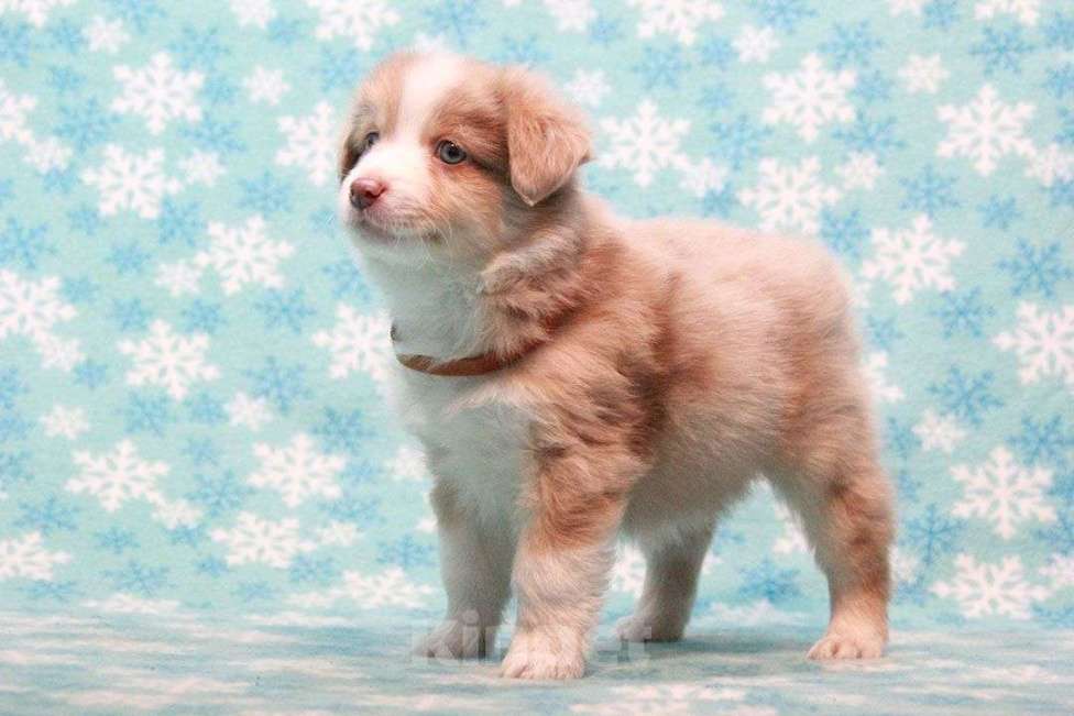 Собаки в Москве: Австралийская овчарка. Миниатюрная американская овчарка (мини аусси) Девочка, 80 000 руб. - фото 7