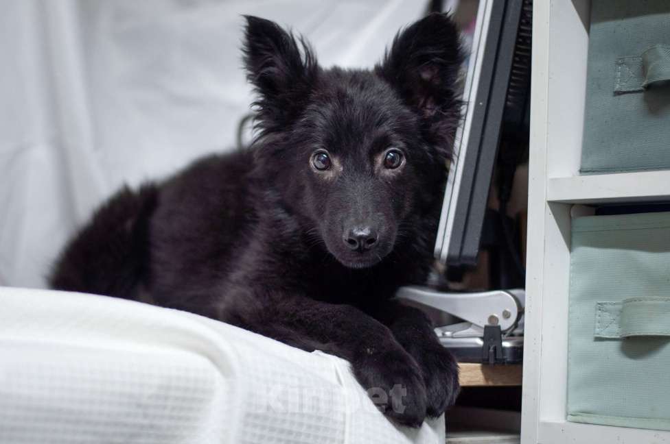 Собаки в Ногинске: Ищет дом маленький лисенок с обворожительным взглядом! Мальчик, Бесплатно - фото 2