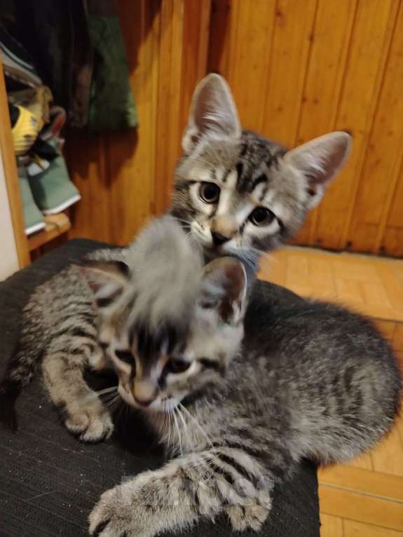 Кошки в Ростове-на-Дону: Полосатый парень ищет дом, где ему будут рады Мальчик, Бесплатно - фото 4