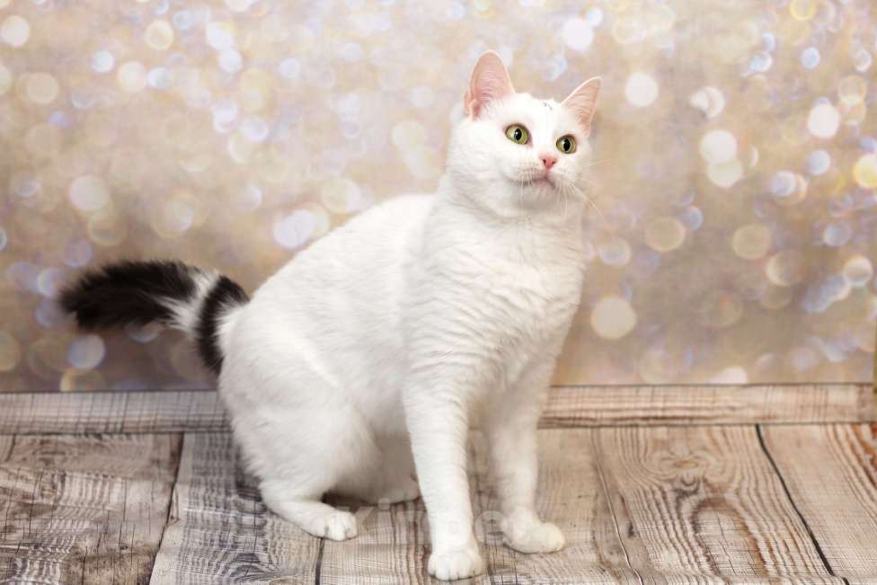 Кошки в Москве: Ассоль едет на выставку-пристройство WOOF в Москву  Девочка, Бесплатно - фото 2