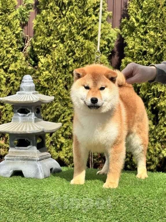 Собаки в Москве: Сиба-ину мальчик щенок Мальчик, 50 000 руб. - фото 3