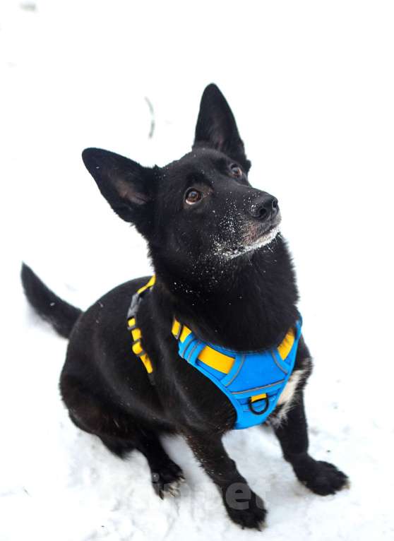 Собаки в Санкт-Петербурге: Собака Хьюстон ищет дом Мальчик, Бесплатно - фото 2