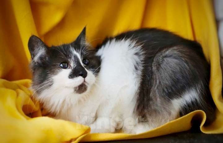 Кошки в Москве: Пушистая кошка Сашенька в добрые руки Девочка, 1 руб. - фото 4