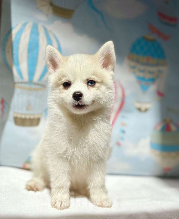 Собаки в Балашихе: Помски мальчик Брюс, великолепный малыш.  Мальчик, 60 000 руб. - фото 3