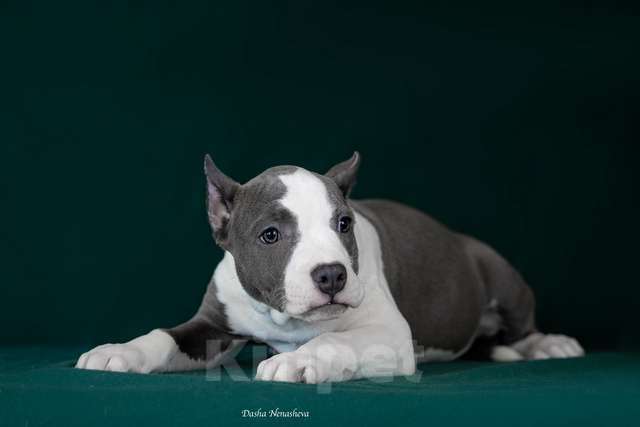 Собаки в Москве: Вульф Стайл Кукла Девочка, 120 000 руб. - фото 2