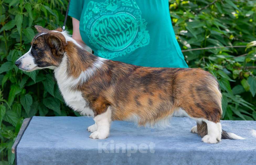 Собаки в Москве: Вельш корги кардиган щенок Девочка, 60 000 руб. - фото 5