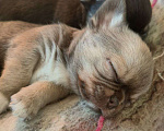 Собаки в Москве: 🐕 Кобель чихуахуа (стандарт) для племенного использования – бело-голубой, РКФ Мальчик, 10 000 руб. - фото 10