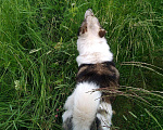 Собаки в Ярославле: Лаки ищет дом, Бесплатно - фото 4