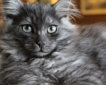 Кошки в Ливны: Шикарные котята Невской маскарадной, 10 000 руб. - фото 5