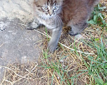 Кошки в Иваново: Отдадим в добрые руки двух замечательных котят. Мальчик, 1 руб. - фото 4