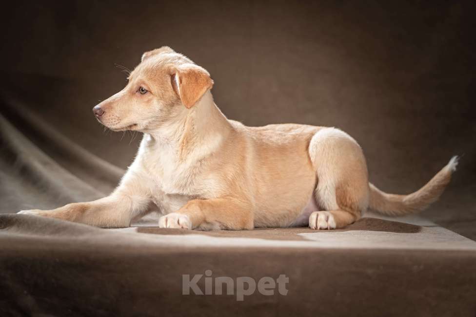 Собаки в Клине: Мейбл — нежная малышка, которая готова подарить вам всю свою любовь Девочка, Бесплатно - фото 6