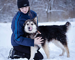 Собаки в Москве: Красотка в добрые руки Девочка, Бесплатно - фото 8