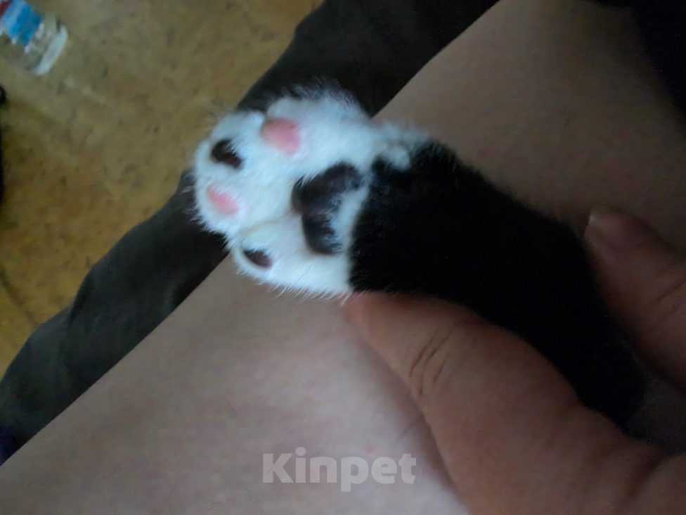 Кошки в Москве: Котёнок в добрые руки Мальчик, Бесплатно - фото 7