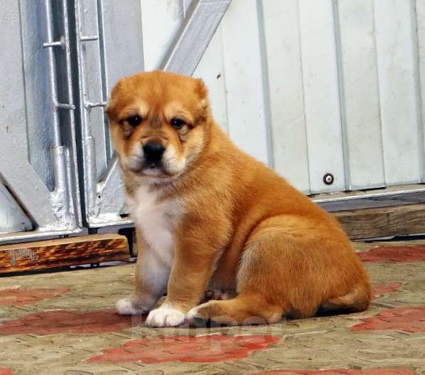 Собаки в Екатеринбурге: Щенок среднеазиатской овчарки (алабай) Мальчик, 50 000 руб. - фото 1