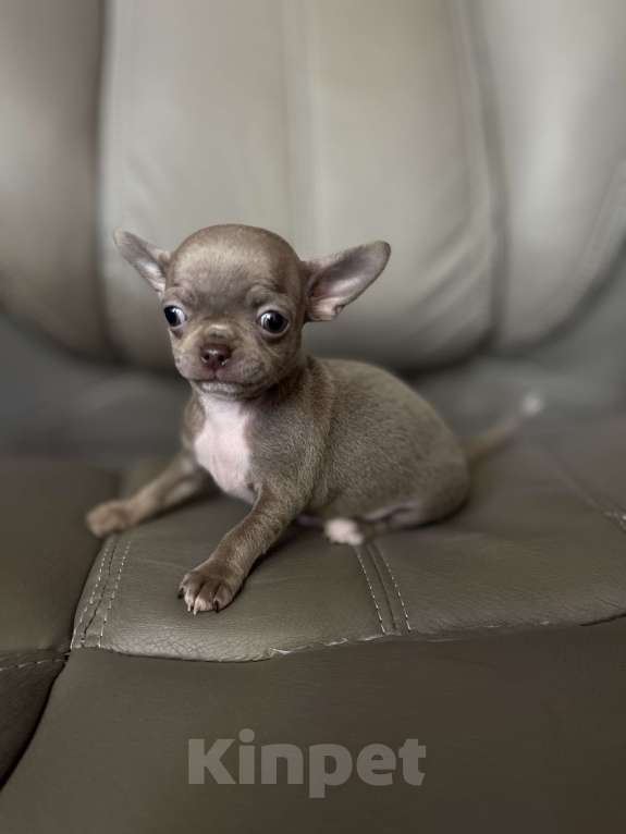 Собаки в Люберцах: Чихуахуа щенок Мальчик, 67 000 руб. - фото 5