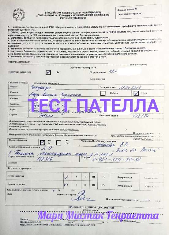 Собаки в Санкт-Петербурге: Зена чихуа окрас  шоколадный триколор Девочка, 100 000 руб. - фото 10
