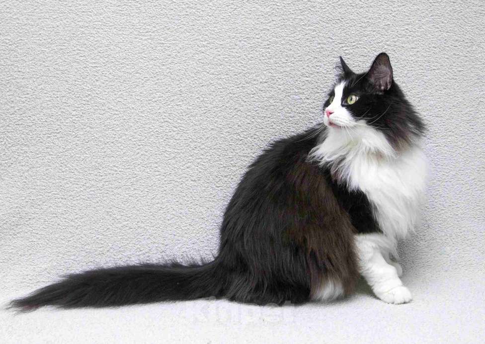 Кошки в Москве: Ласковый котик Орион в добрые руки Мальчик, Бесплатно - фото 2