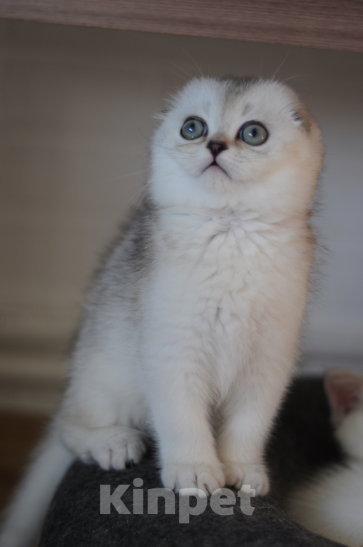 Кошки в Бахчисарае: Шотландский вислоухий котенок Мальчик, 55 000 руб. - фото 1