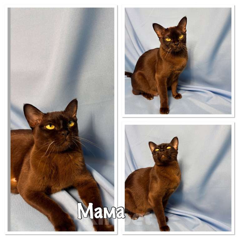 Кошки в Москве: Бурманские котята Девочка, 50 000 руб. - фото 3