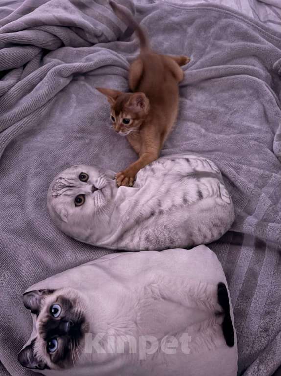 Кошки в других городах Московской области: Абиссинский котенок Мальчик, 50 000 руб. - фото 5