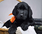 Собаки в других городах Ростовской области: Породные щенки лабрадора ретривера | Чёрные мальчики | Питомник РКФ Мальчик, 100 000 руб. - фото 3