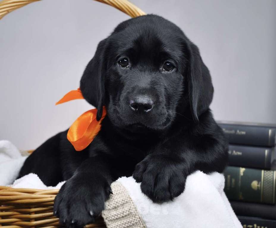 Собаки в других городах Ростовской области: Породные щенки лабрадора ретривера | Чёрные мальчики | Питомник РКФ Мальчик, 100 000 руб. - фото 3