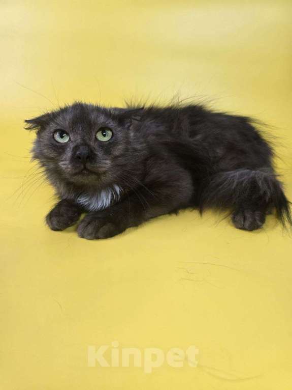 Кошки в Москве: Котик Юша ищет семью Мальчик, Бесплатно - фото 4