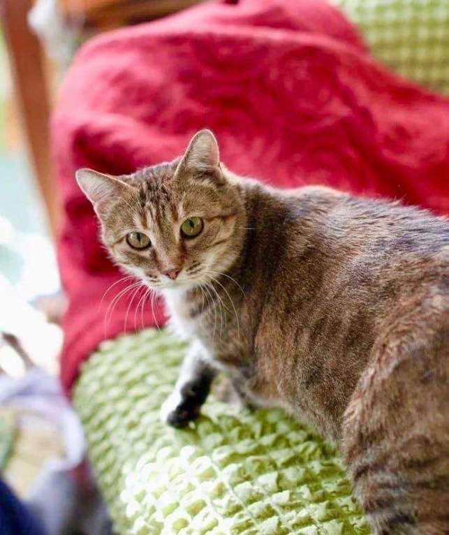 Кошки в Москве: Кругленькая очаровашка кошка Шерочка в дар Девочка, Бесплатно - фото 1