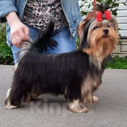 Собаки в Москве: Йорк Вязка Мальчик, 10 000 руб. - фото 6