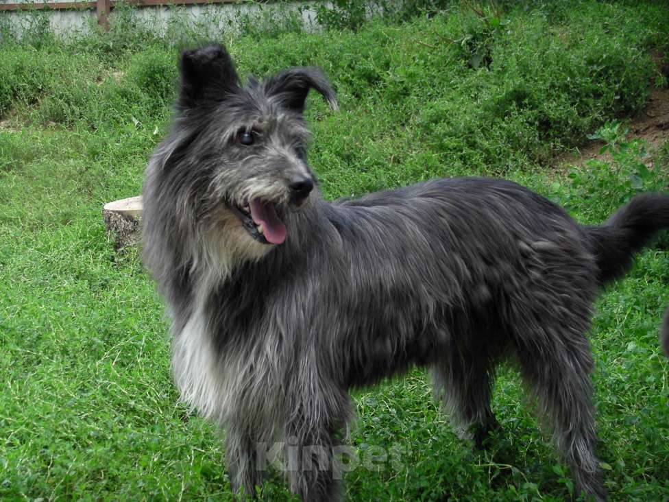 Собаки в Москве: Крис Мальчик, Бесплатно - фото 2