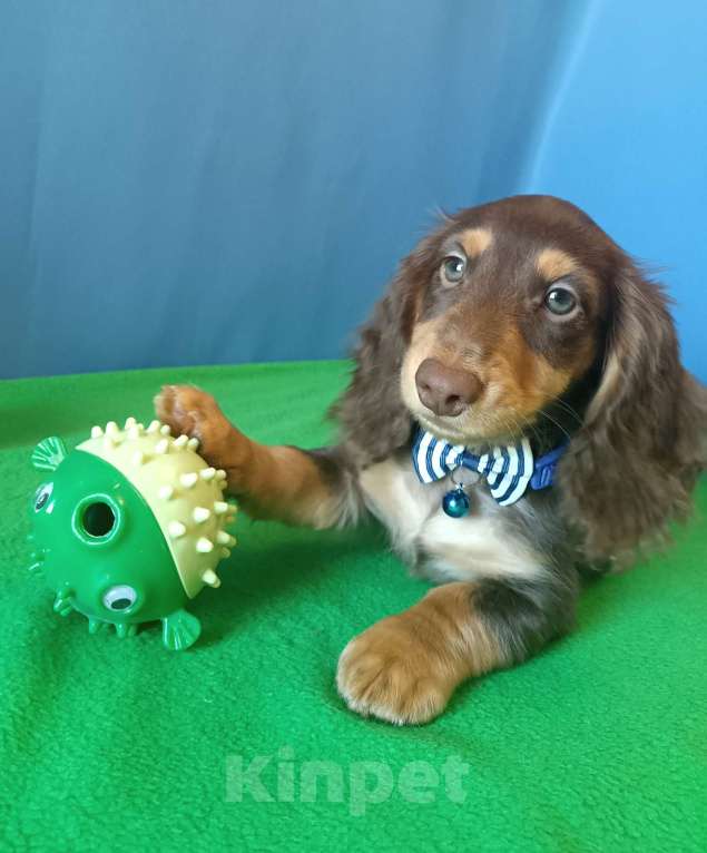 Собаки в Санкт-Петербурге: щенок длинношерстной мини таксы Мальчик, Бесплатно - фото 2