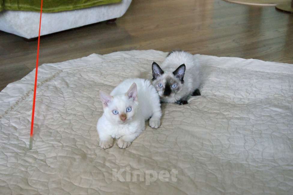 Кошки в Москве: Кудрявый котенок веселая Ялта  Девочка, Бесплатно - фото 4