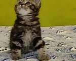 Кошки в Санкт-Петербурге: Шотландские котята Мальчик, Бесплатно - фото 3