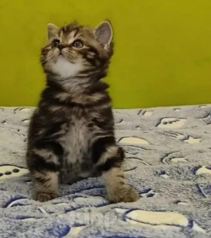 Кошки в Санкт-Петербурге: Шотландские котята Мальчик, Бесплатно - фото 3