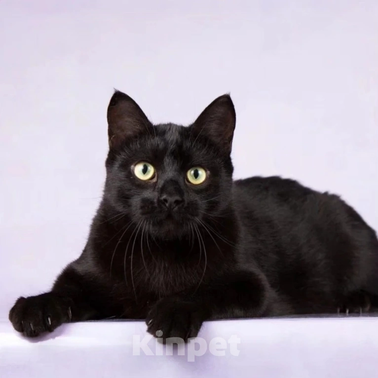 Кошки в Москве: Васю выкинули хозяева Мальчик, Бесплатно - фото 2