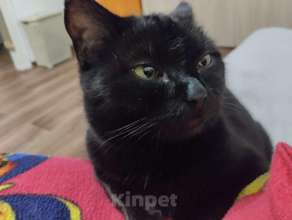 Кошки в Чите: Найден котик Мальчик, Бесплатно - фото 1
