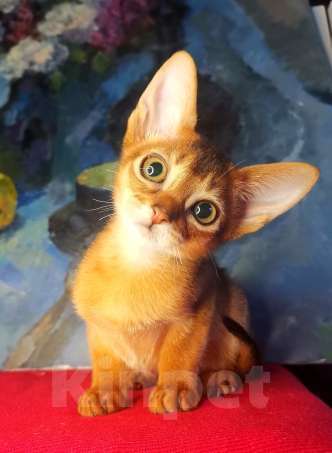 Кошки в Москве: Абиссинские котята американских линий Мальчик, 50 000 руб. - фото 6