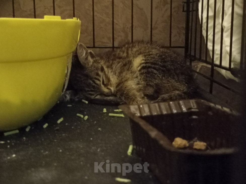 Кошки в Москве: Шерлок ищет дома Мальчик, Бесплатно - фото 5