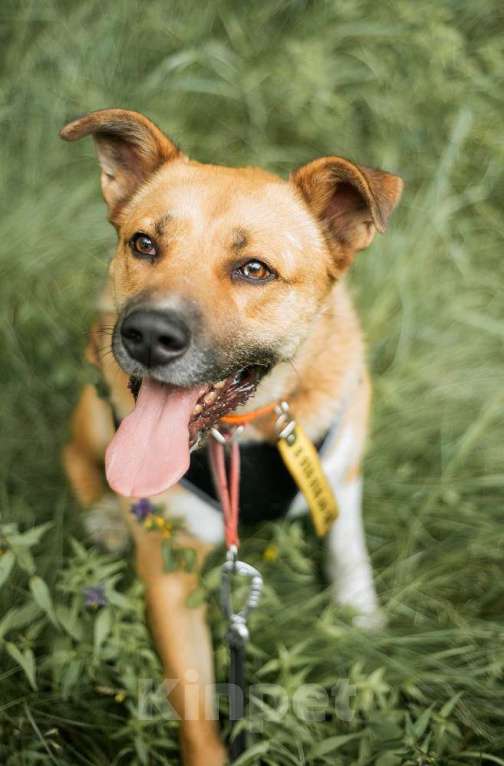 Собаки в Москве: Дружелюбный пес-компаньон Рэм ищет дом!  Мальчик, Бесплатно - фото 4
